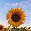 sunflower36002 profile image