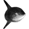 wpclerks profile image