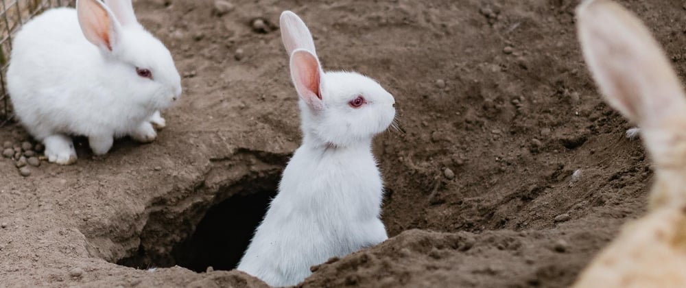 Cover image for Today's rabbit hole: caching data in a React App