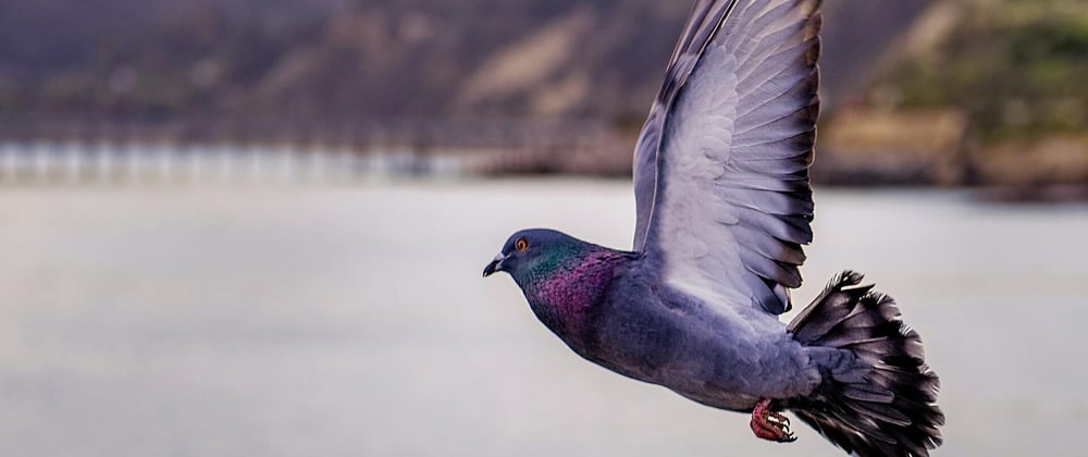 Cover image for Keep Your Presentation Simple: How a Pigeon Hijacked My Talk