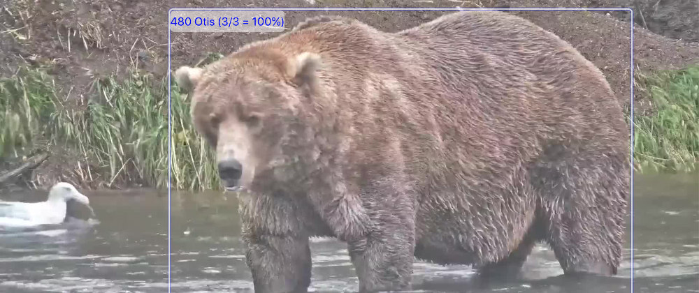 Cover image for Bearcam Companion: UI Improvements, Authentication and Identifications