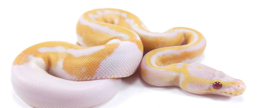 Cover image for Ball Python Recommender using...Python