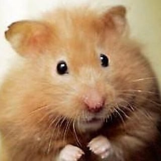 Jack Le Hamster profile picture