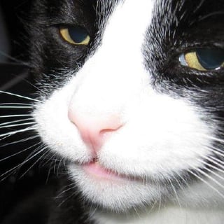 Cat profile picture