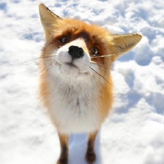 🦊 Reactive Fox 🚀 profile picture