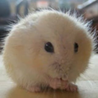 Dominic Pettifer profile picture
