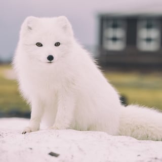 Kona Arctic profile picture