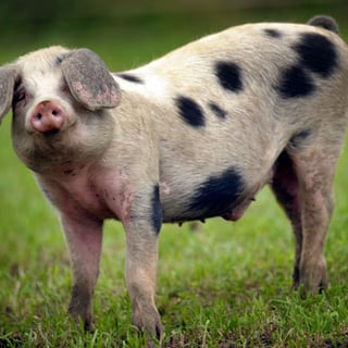 moink profile picture