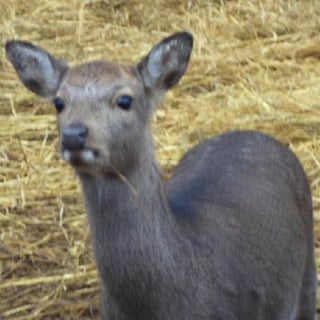 Caribou profile picture