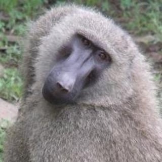 Ravenous Baboon profile picture