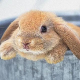 rabbit profile picture