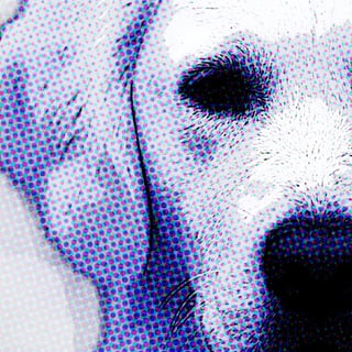 Dog Smile Factory profile picture