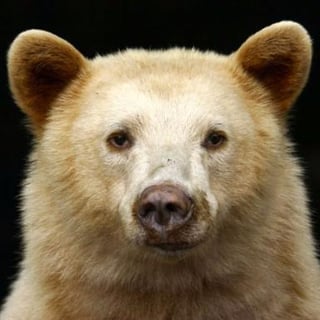 A Kermode Bear profile picture