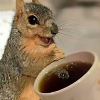 coffeesquirrel profile picture