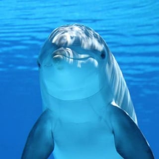 Talented Dolphin profile picture