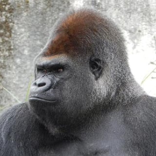 Gorilla profile picture