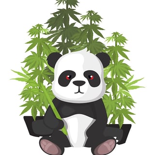 hi panda profile picture