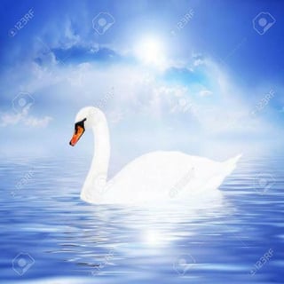 swan-prince profile picture
