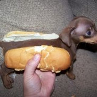 Hotdogerino profile picture