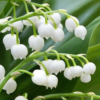 LilyOfTheValley profile picture