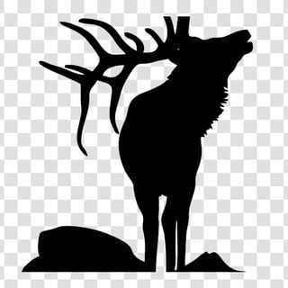deer profile picture
