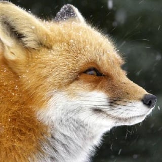 Foxatron profile picture