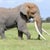 amelephant profile image