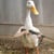 quackquack profile image