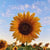 sunflower36002 profile image