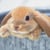 rabbit33 profile image