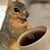 coffeesquirrel profile image