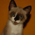 goomerr profile image