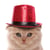 curious_cat_in_a_red_hat profile image