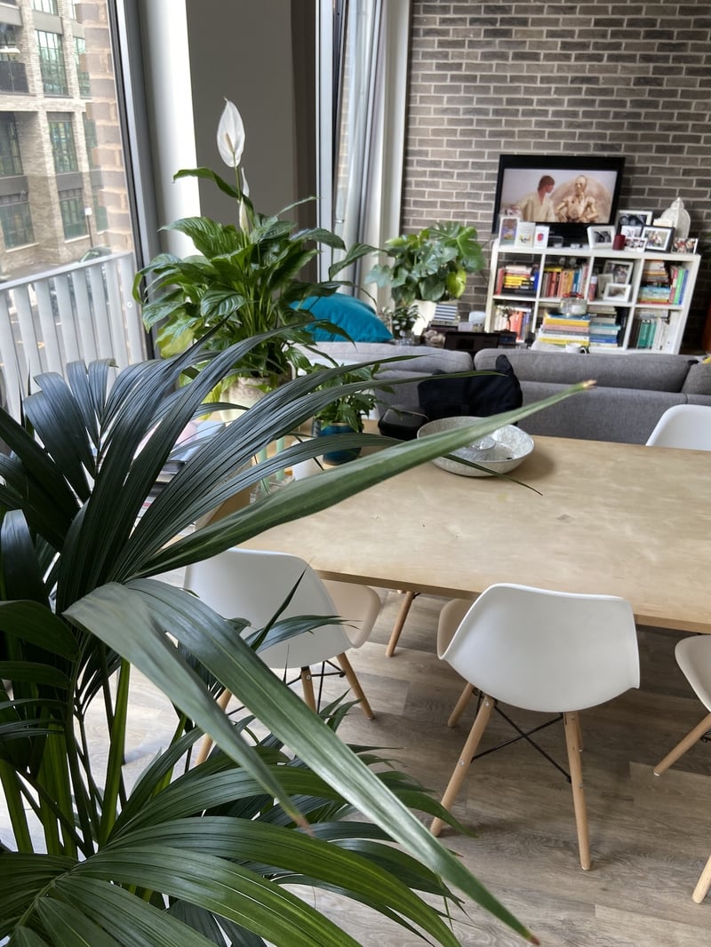 Apartment living room with house plants