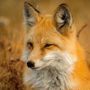 foxy4096 profile image