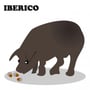 iberianpig profile